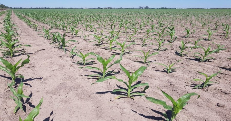 EVOLUCIÓN. Lote con maíz temprano (de primera) en pleno desarrollo vegetativo, con muy buena disponibilidad de agua útil, en el centro oeste del departamento Castellanos.