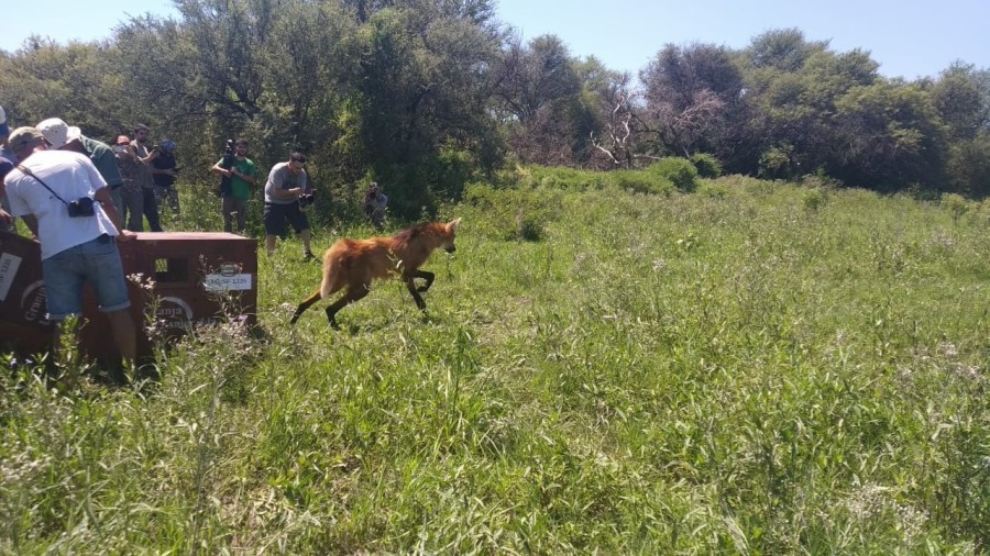 Las liberaciones se realizan en reservas naturales, áreas protegidas y territorios con condiciones ambientales óptimas para cada especie.
