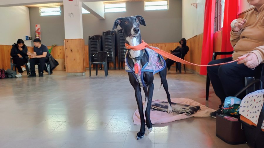 “Castraciones en tu Barrio” continúa en barrio Zazpe.