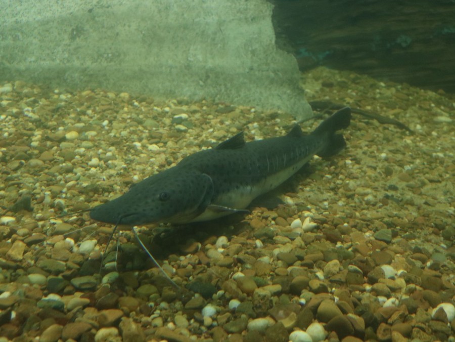 Tiene por objetivo proteger la reproducción de la especie.