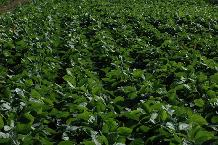 SOJA. Especialistas advirtieron que los suelos argentinos muestran balances negativos de nutrientes.