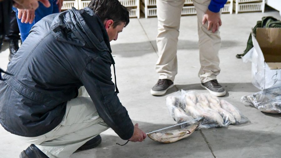 La bajante impact&oacute; directamente en la reproducci&oacute;n del s&aacute;balo y otras especies, afirma un informe. (FOTO SCS)