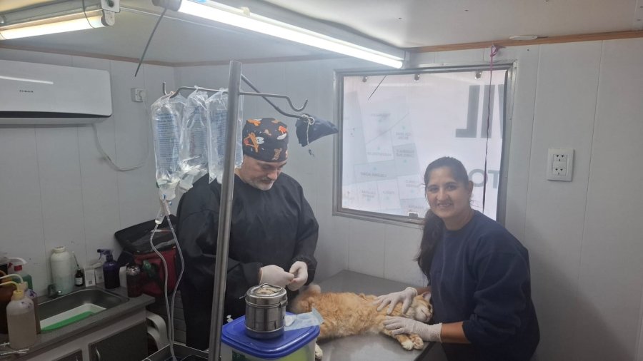 JORNADA DE CASTRACIONES. Los profesionales en plena labor.