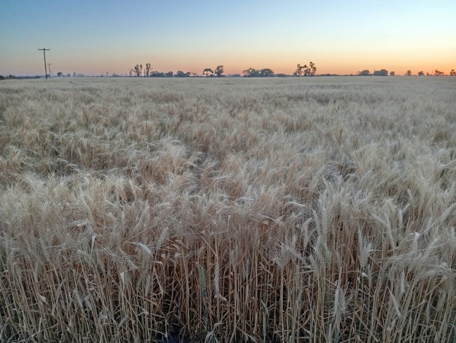 Un lote de trigo sobre el camino central que comunica Rafaela con Susana.