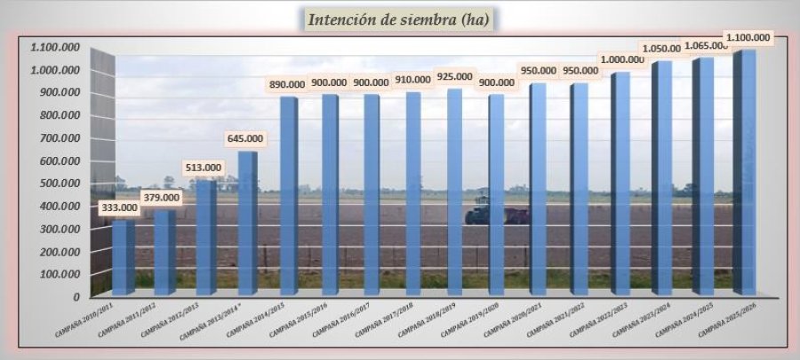 La intenci&oacute;n de siembra de soja de primera para la presente campa&ntilde;a en el centro norte santafesino. (GR&Aacute;FICO SEA/BCSF)