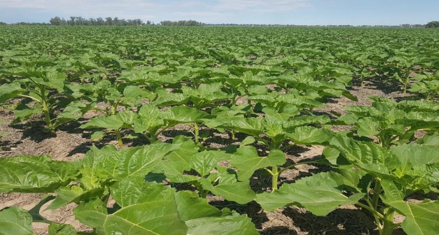 Lote con girasol en etapa de desarrollo vegetativo, muy buen estado, en el centro del departamento Castellanos. (FOTO SEA/BCSF)