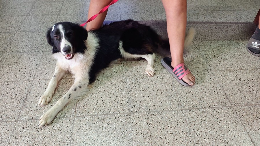 El programa “Castraciones en tu Barrio” continúa recorriendo diferentes sectores de la ciudad.