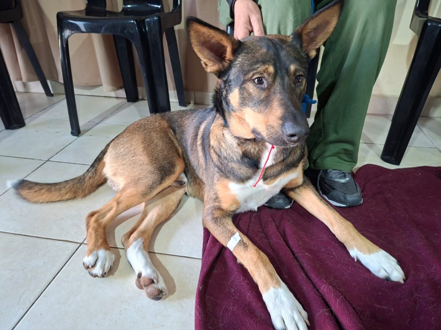 Busca facilitar el acceso a la castración como medida de salud animal y control poblacional.