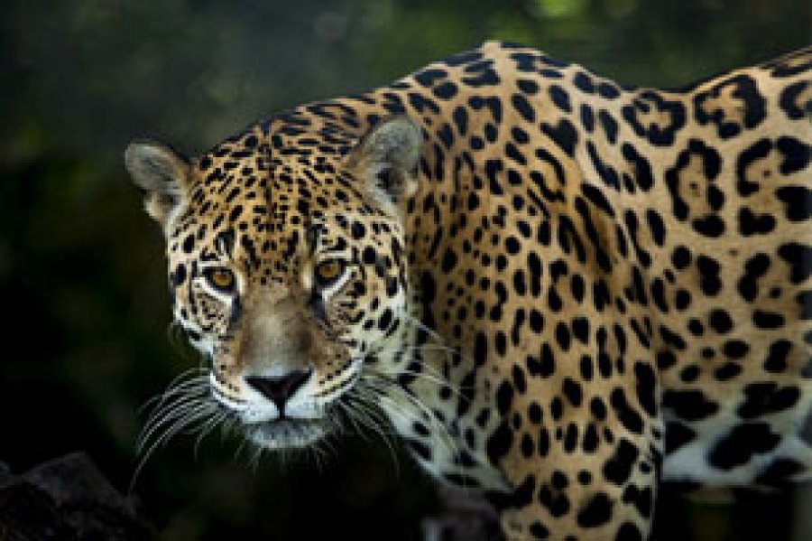 Plan Jaguar 2030: Plan Regional para la Conservación del Felino más grande del Continente y sus Ecosistemas, un compromiso global para salvar al jaguar.