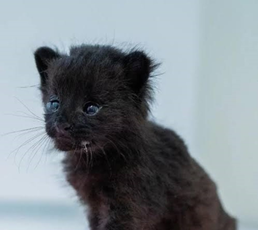 PRADA realiz&oacute; diversas gestiones para obtener informaci&oacute;n oficial sobre la evoluci&oacute;n de ambos animales.