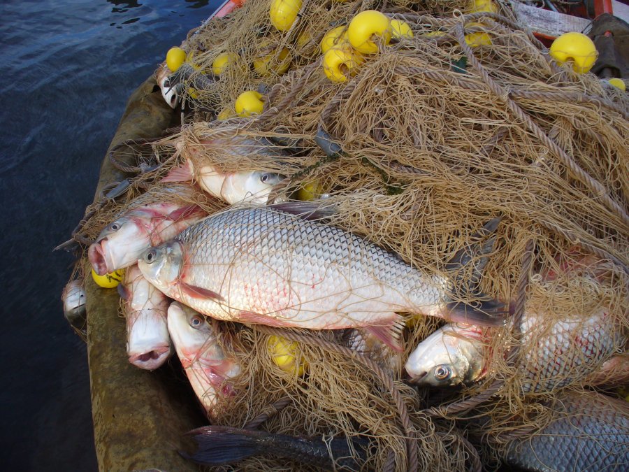 PESCA COMERCIAL. Santa Fe y Entre Ríos fijan un cupo y unifican la veda del sábalo.