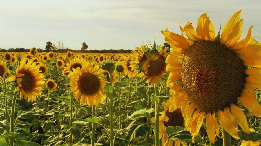 El primer lote de girasol de la campaña ya tiene ganadora y es Ivana Carolina Bortkiendiez, productora de Villa Ángela.
