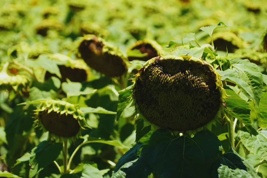 Productores del norte santafesino se quejan por los daños que palomas y cotorras causan en los cultivos.