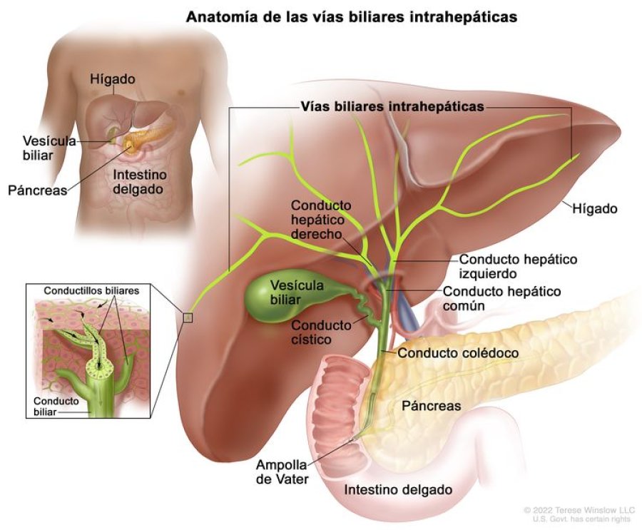 En particular, el Cáncer de Vesícula Biliar registra una tasa de mortalidad elevada en el Noroeste y Suroeste argentino.