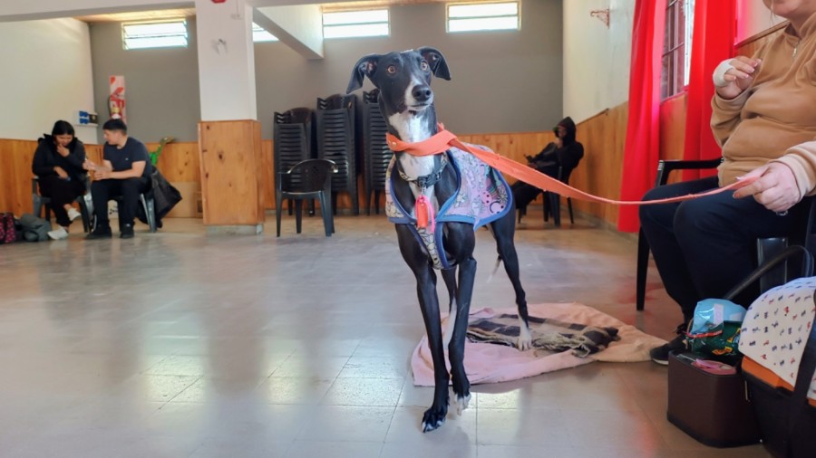 Castraciones en tu barrio.