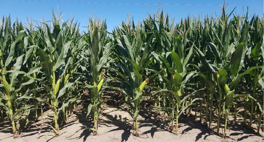 REGI&Oacute;N. Lote con ma&iacute;z temprano (de primera) en etapa de fructificaci&oacute;n, en excelente estado, en el centro del departamento Castellanos.