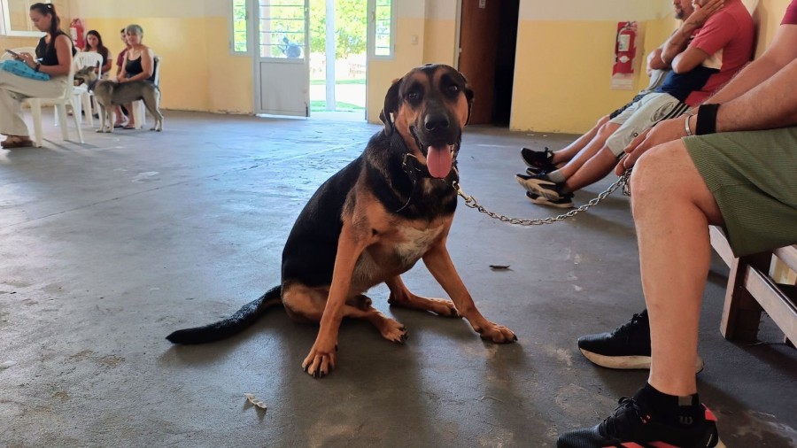 Programa Castraciones en tu barrio.