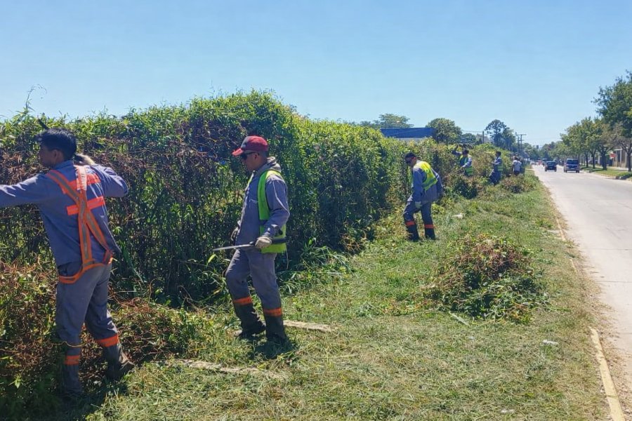 TAREAS. Las cuadrillas municipales llevan adelante trabajos de limpieza del tejido en el tramo comprendido entre calle J. Operto y 25 de Mayo.