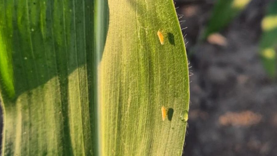 CONSEJO. T&eacute;cnicos del INTA Rafaela recomiendan realizar monitoreos para actuar de manera temprana y reducir riesgos de transmisi&oacute;n de pat&oacute;genos.