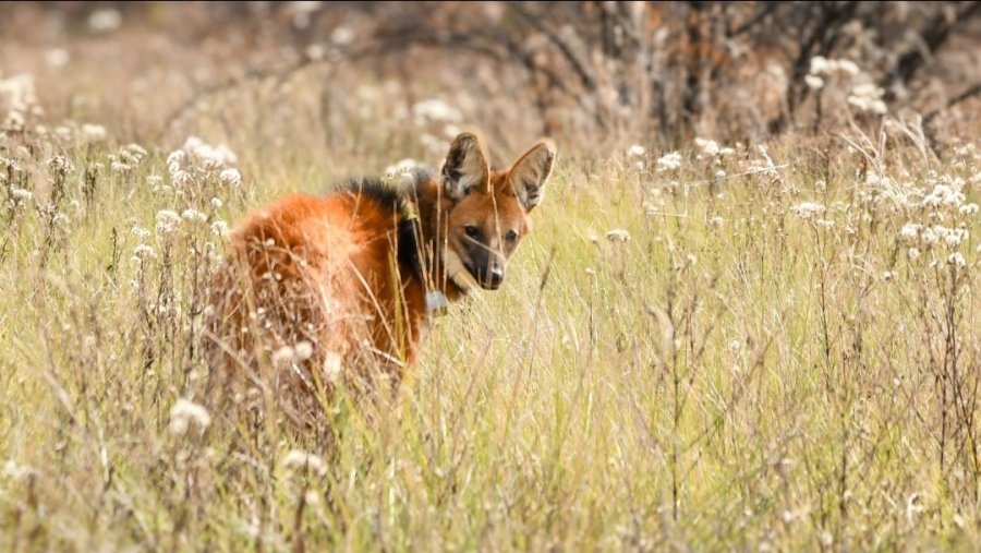 Durante 2025, el Gobierno de Santa Fe llev&oacute; adelante 501 liberaciones de animales silvestres.