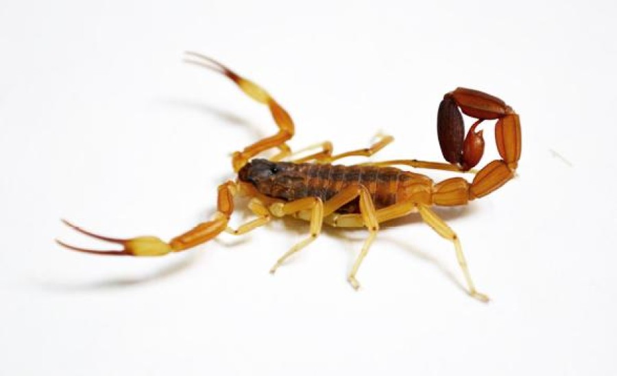 La aplicaci&oacute;n de hielo puede ayudar a aliviar el dolor mientras se realiza la consulta m&eacute;dica.