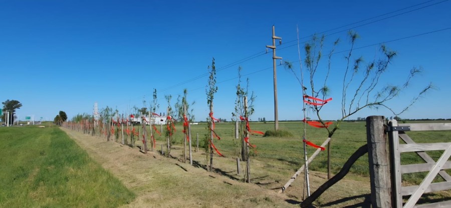 RAFAELA. Dise&ntilde;o experimental de cortina forestal con 242 ejemplares de de dos variedades de &aacute;lamo, en dos l&iacute;neas, con una extensi&oacute;n de 330 metros, en un campo de un productor de ACPUR.