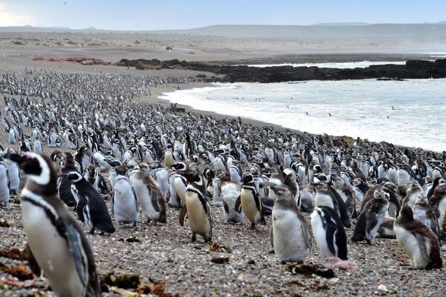 Impresionante colonia en Punta Tombo, Argentina.