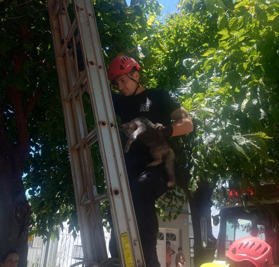 Un bombero desciende por la escalera tras rescatar a un gato desde la copa de un &aacute;rbol en barrio Belgrano.