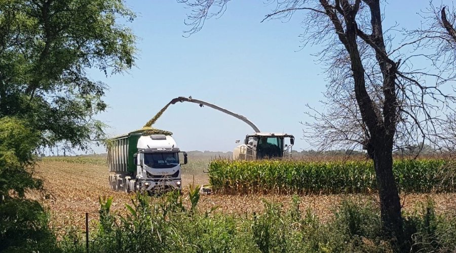MA&Iacute;Z TEMPRANO. Un lote en el centro del departamento Castellanos en pleno proceso de picado y embolsado.