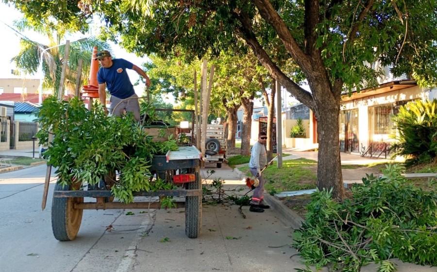 Personal municipal durante actividades de poda del arbolado p&uacute;blico.