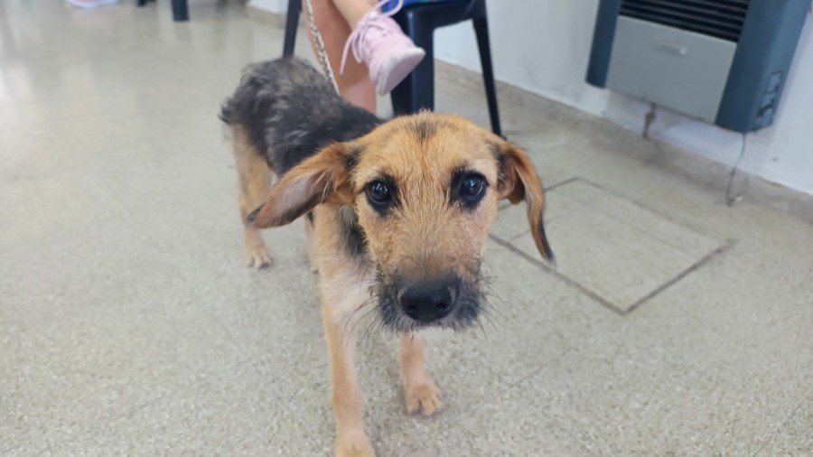 Contin&uacute;a activo el programa.