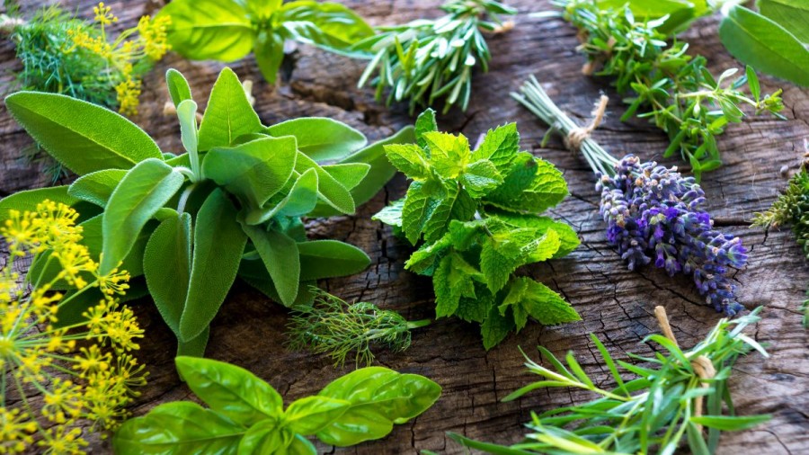 Taller de plantas arom&aacute;ticas y medicinales.
