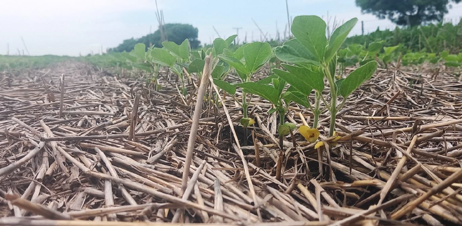 "YUYITO". Lote con soja tard&iacute;a en etapa de desarrollo vegetativo en el centro este del departamento Castellanos.