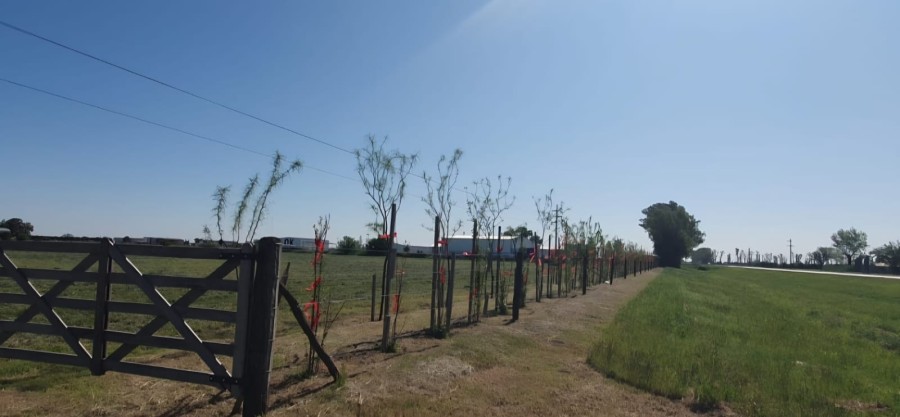 APRENDIZAJES. La Barrera Forestal Modelo Experimental de la Asociaci&oacute;n Civil Productores Unidos de Rafaela cumple tres a&ntilde;os de existencia.