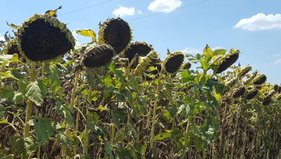 La informaci&oacute;n oficial subraya la versatilidad del instrumento, ya que los warrants emitidos abarcan una amplia gama de productos, entre ellos trigo, ma&iacute;z, soja y girasol.