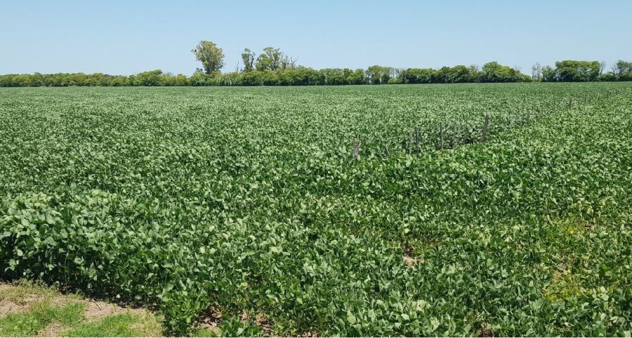 BUEN ESTADO. Lote con soja temprana en etapa de inicio de floraci&oacute;n en el centro del departamento Castellanos.