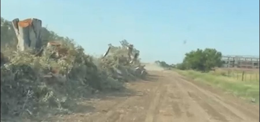 Los ejemplares de eucaliptos talados a la izquierda de la foto, un da&ntilde;o ecol&oacute;gico de magnitud.