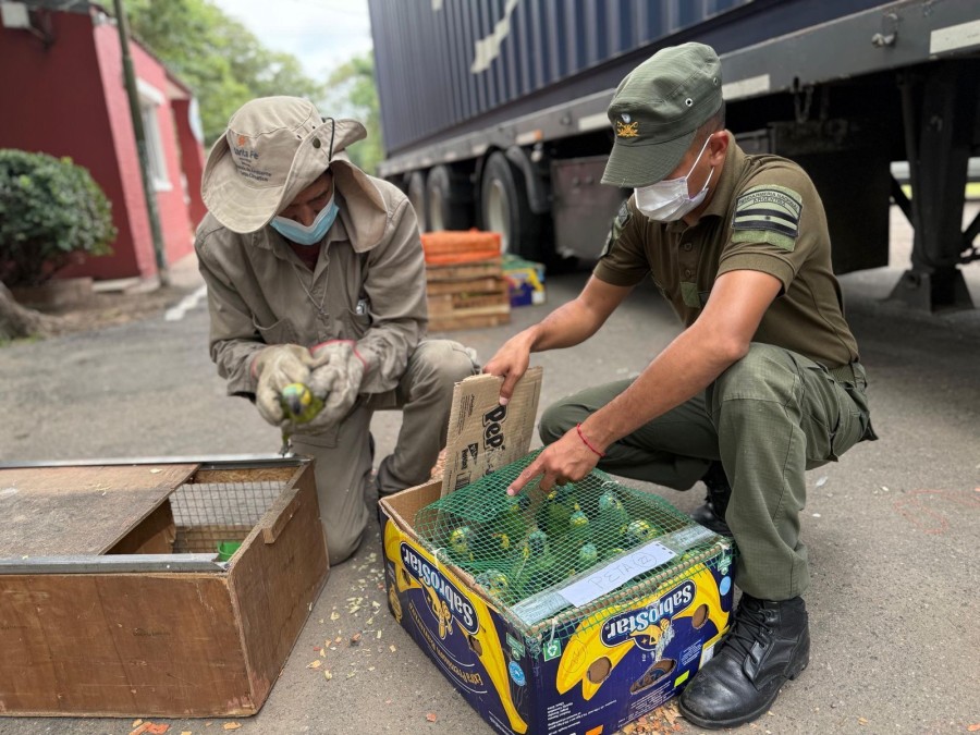 Los ejemplares fueron rescatados el mi&eacute;rcoles pasado.