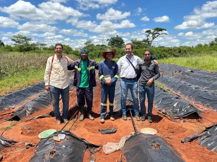 Asesoramiento para mejorar la producci&oacute;n de tomate en verano en Mozambique.