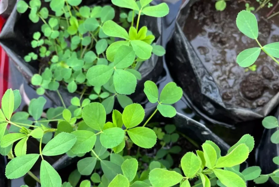 El mejoramiento gen&eacute;tico permiti&oacute; el desarrollo de alfalfas m&aacute;s robustas.