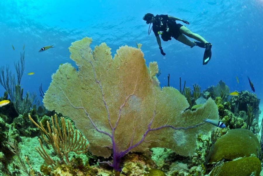 Los pastos marinos son plantas acu&aacute;ticas que se adaptan al lecho marino, ubicadas en zonas de cierta profundidad en mares y oc&eacute;anos.