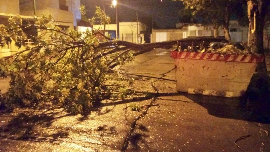Se registraron r&aacute;fagas de viento que ocasionaron la ca&iacute;da de &aacute;rboles y ramas en la v&iacute;a p&uacute;blica.