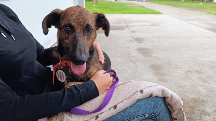 La castraci&oacute;n mejora la salud y la calidad de vida de los animales.