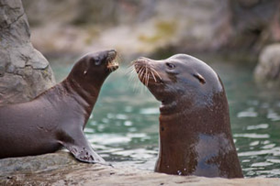Las focas o f&oacute;cidos son mam&iacute;feros pinn&iacute;pedos pertenecientes a la familia Phocidae.
