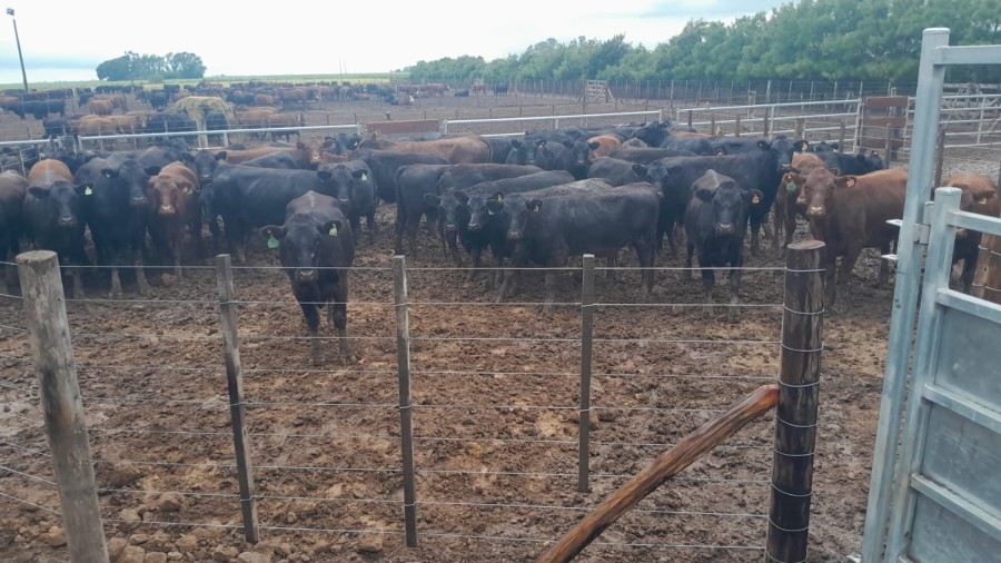 Por disposici&oacute;n del fiscal Ramiro Mart&iacute;nez, de Villa Constituci&oacute;n, los animales fueron restituidos al denunciante. (FOTO SCS)