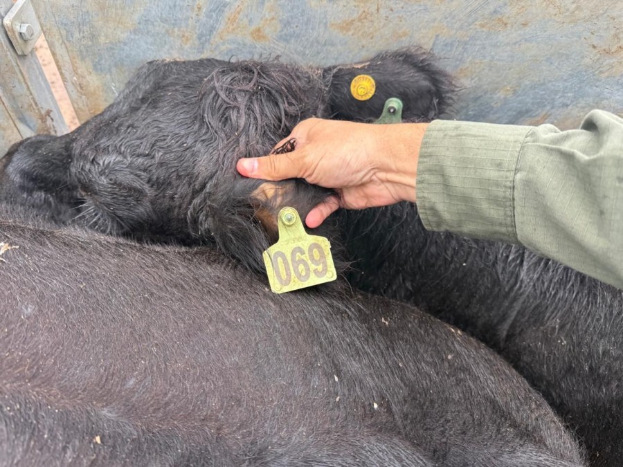 El hecho hab&iacute;a sido denunciado por un influencer vinculado al campo, conocido como la Joya Agro. (FOTO SCS)