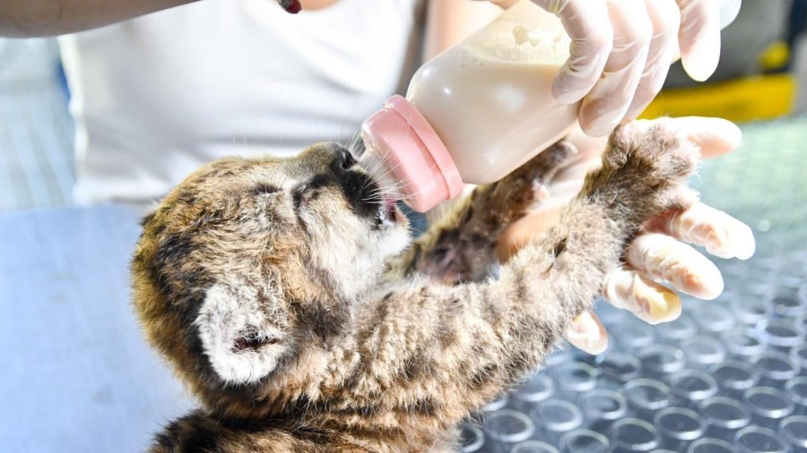 Provincia registr&oacute; en el 2025 el rescate de 677 ejemplares de fauna silvestre.
