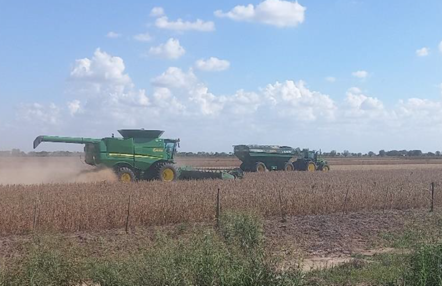 Lote con soja temprana (de primera), en pleno proceso de cosecha, en el suroeste del departamento Castellanos.