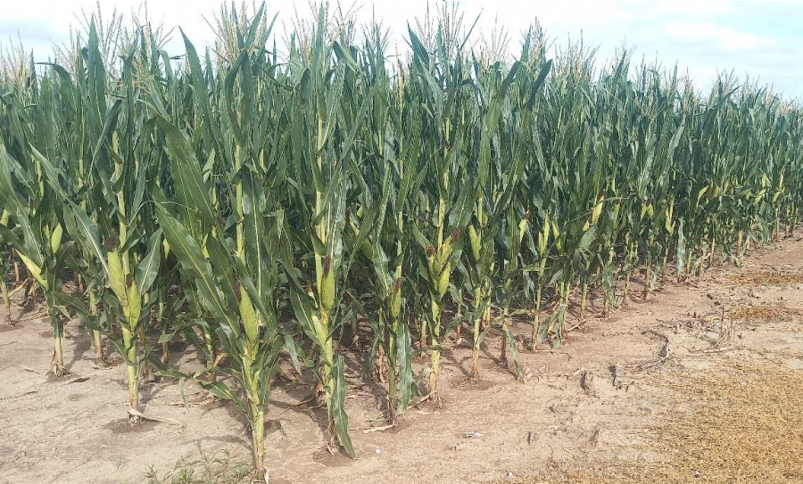Lote con ma&iacute;z tard&iacute;o con muy buen desarrollo de mazorcas,
en el centro del departamento Castellanos. (FOTO SEA/BCSF)