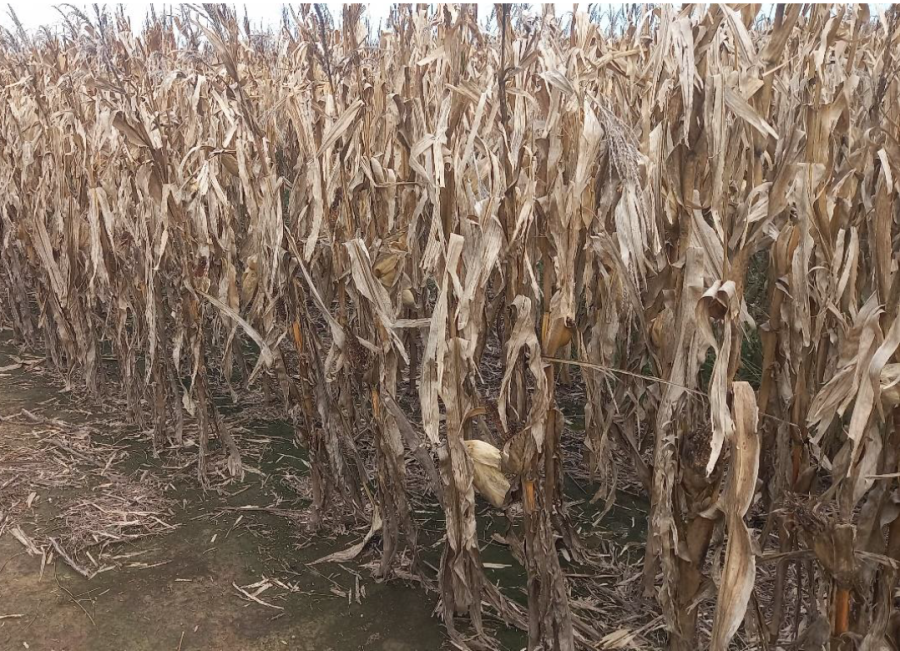 Lote con ma&iacute;z temprano en etapa de madurez fisiol&oacute;gica, con buen desarrollo de mazorcas, en el sur del departamento Castellanos. (FOTO SEA/BCSF)